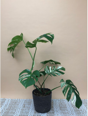 MONSTERA DELICIOSA VARIEGATA