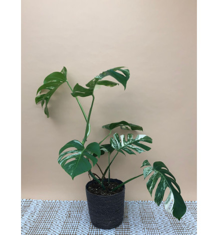 MONSTERA DELICIOSA VARIEGATA