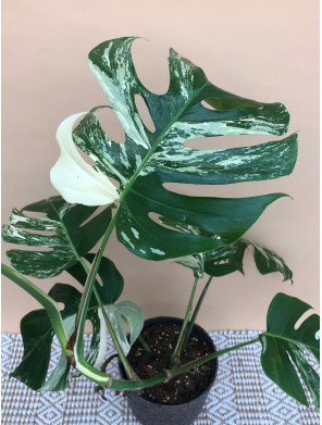 MONSTERA DELICIOSA VARIEGATA