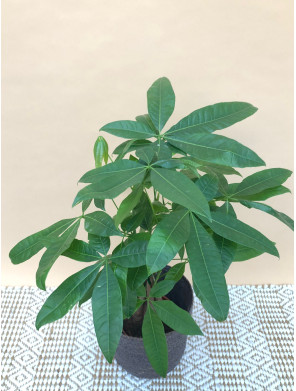 PACHIRA AQUATICA