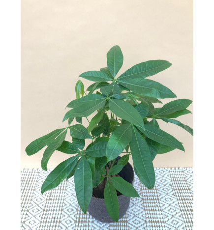 PACHIRA AQUATICA