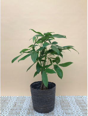 PACHIRA AQUATICA