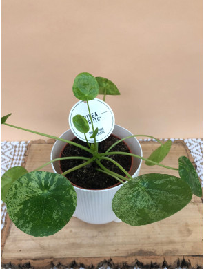 PILEA PEPEROMIOIDES MOJITO