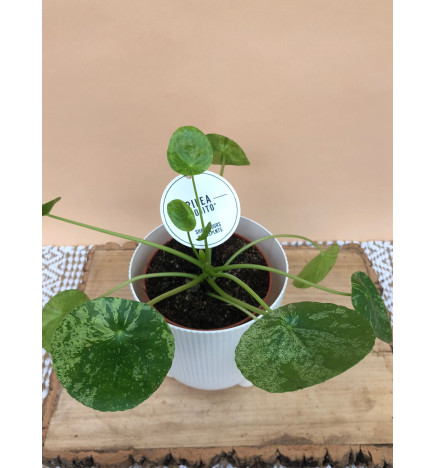 PILEA PEPEROMIOIDES MOJITO