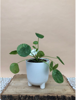 PILEA PEPEROMIOIDES MOJITO