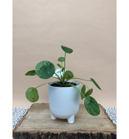PILEA PEPEROMIOIDES MOJITO