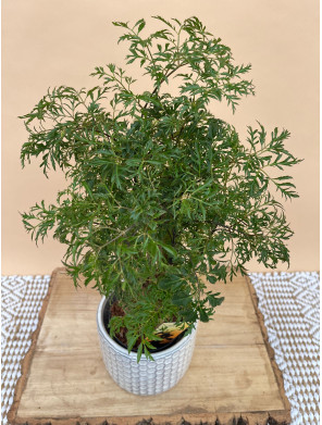 POLYSCIAS FRUTICOSA