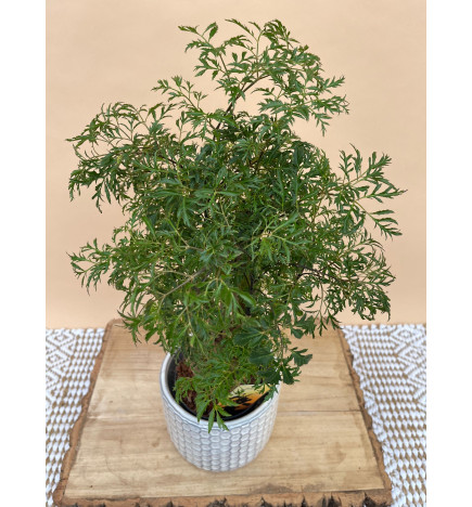 POLYSCIAS FRUTICOSA