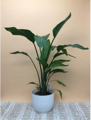 STRELITZIA NICOLAI