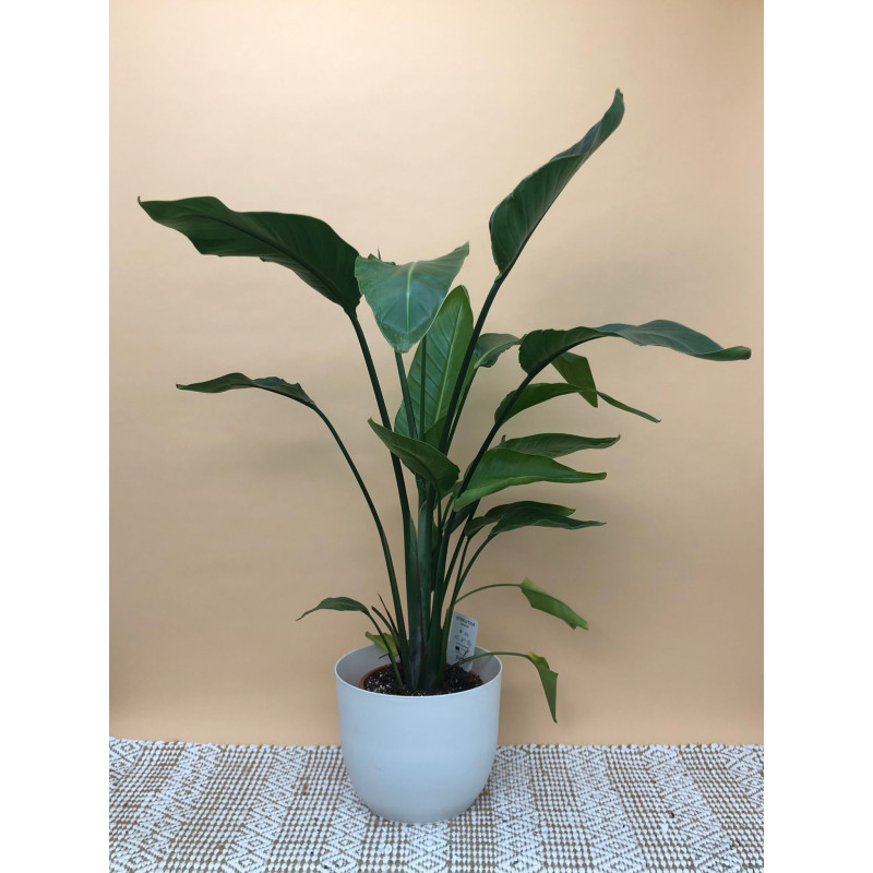 STRELITZIA NICOLAI