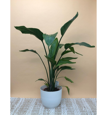 STRELITZIA NICOLAI