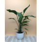STRELITZIA NICOLAI