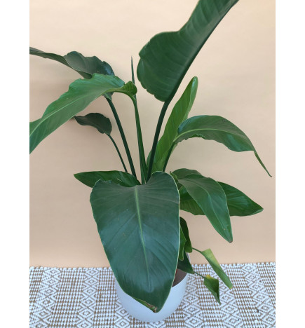 STRELITZIA NICOLAI