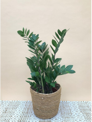 ZAMIOCULCA ZAMIIFOLIA