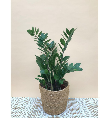ZAMIOCULCA ZAMIIFOLIA