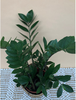 ZAMIOCULCA ZAMIIFOLIA