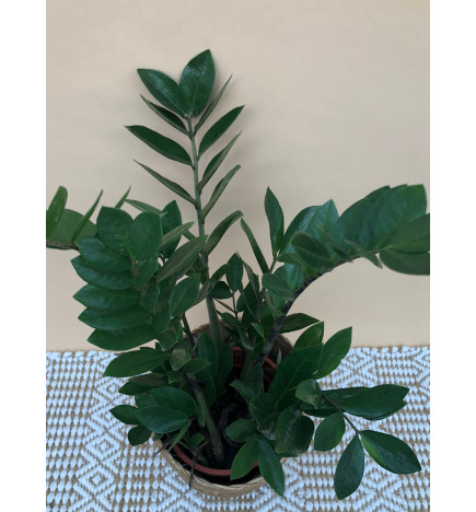 ZAMIOCULCA ZAMIIFOLIA