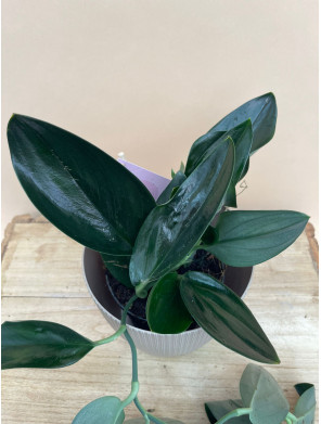 SCINDAPSUS TREUBII DARK FORM