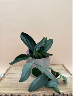 SCINDAPSUS TREUBII DARK FORM