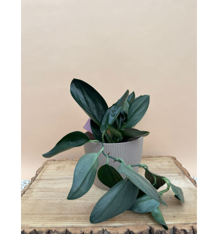 SCINDAPSUS TREUBII DARK FORM