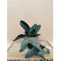 SCINDAPSUS TREUBII DARK FORM
