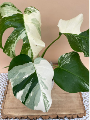 MONSTERA DELICIOSA VARIEGATA
