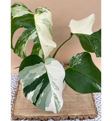 MONSTERA DELICIOSA VARIEGATA