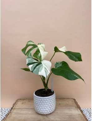 MONSTERA DELICIOSA VARIEGATA