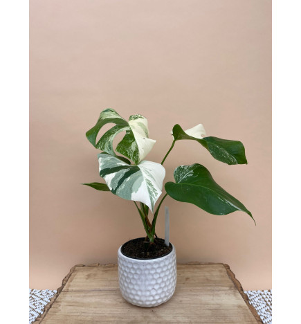MONSTERA DELICIOSA VARIEGATA