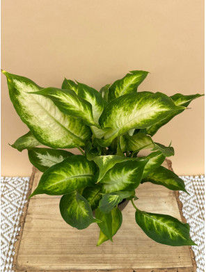 DIEFFENBACHIA CAMILA
