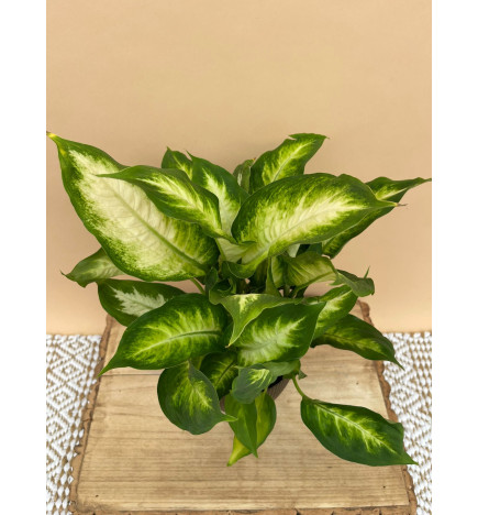 DIEFFENBACHIA CAMILA