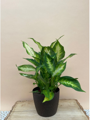DIEFFENBACHIA CAMILA