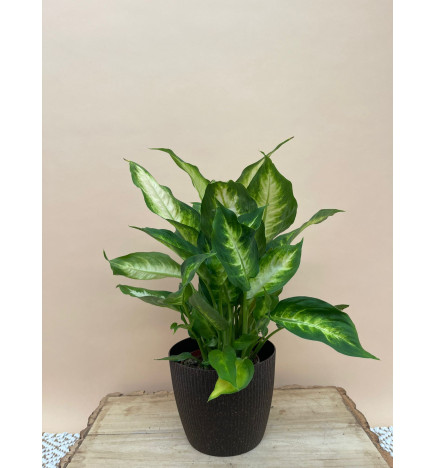 DIEFFENBACHIA CAMILA