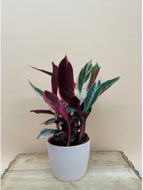 STROMANTHE TRIOSTAR