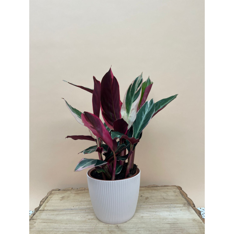 STROMANTHE TRIOSTAR