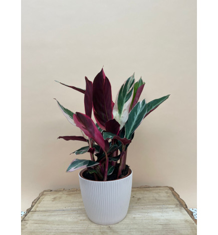 STROMANTHE TRIOSTAR
