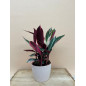 STROMANTHE TRIOSTAR