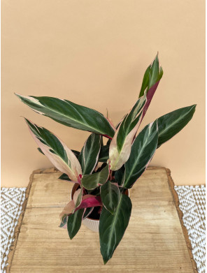STROMANTHE TRIOSTAR