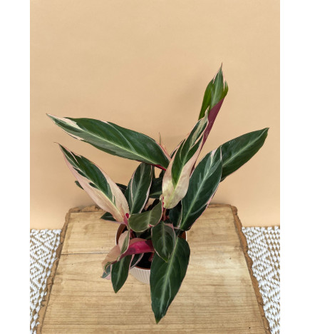 STROMANTHE TRIOSTAR
