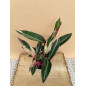 STROMANTHE TRIOSTAR