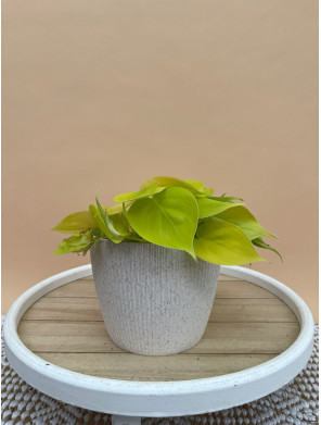PHILODENDRON SCANDENS LEMON LIME