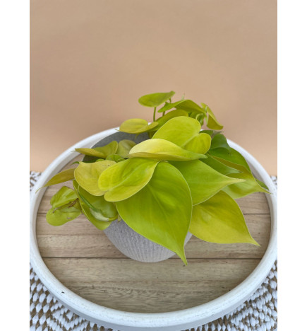 PHILODENDRON SCANDENS LEMON LIME