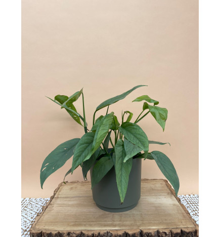 EPIPREMNUM PINNATUM CEBU BLUE