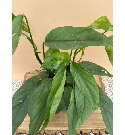 EPIPREMNUM PINNATUM CEBU BLUE