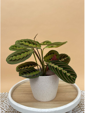 MARANTA LEUCONEURA FASCINATOR