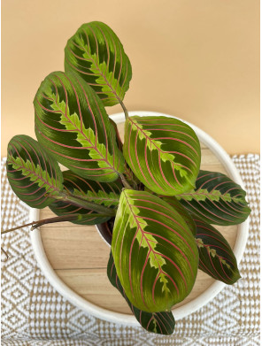 MARANTA LEUCONEURA FASCINATOR