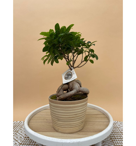 FICUS MICROCARPA GINSENG