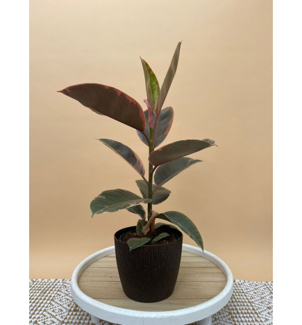 FICUS ELASTICA BELIZE