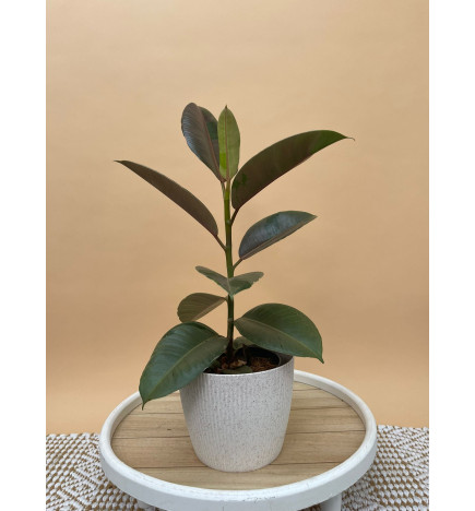 FICUS ELASTICA PINK CAMOUFLAGE