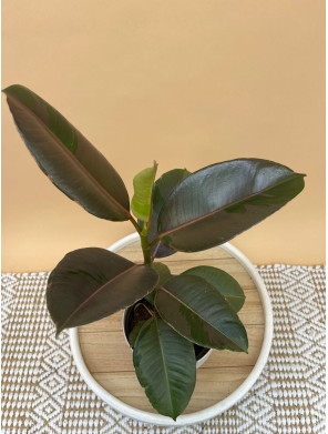 FICUS ELASTICA PINK CAMOUFLAGE